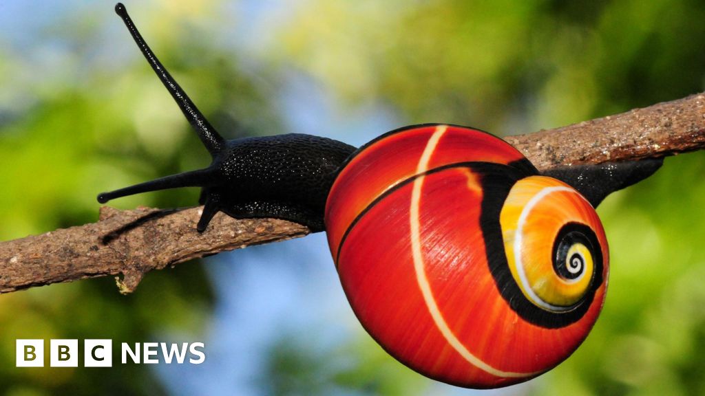 মিশন নিজের সৌন্দর্যের দ্বারা হুমকী শামুকগুলি সংরক্ষণ করতে শুরু করে